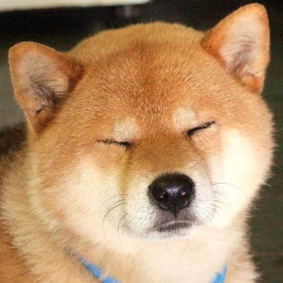 Meet your Posher, Kenneth - Picture 1 of 1